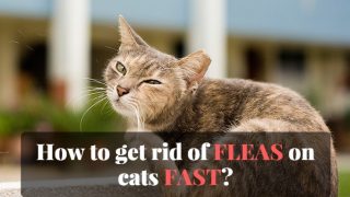 how to treat fleas on cats fast