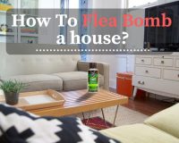 how to flea bomb a how