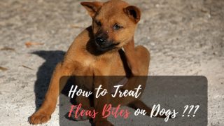 treat flea bites on dogs