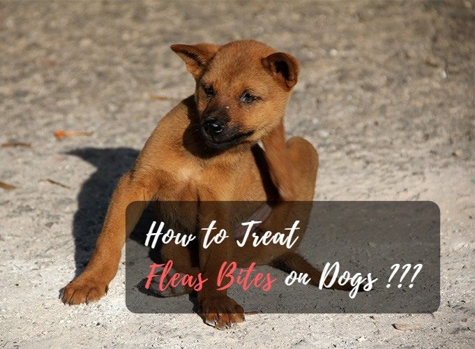 treating flea bites on dogs