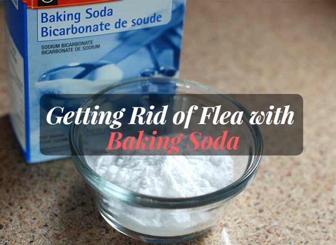 How To Get Rid Of Fleas With Baking Soda