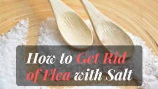 how to get rid of fleas with salt
