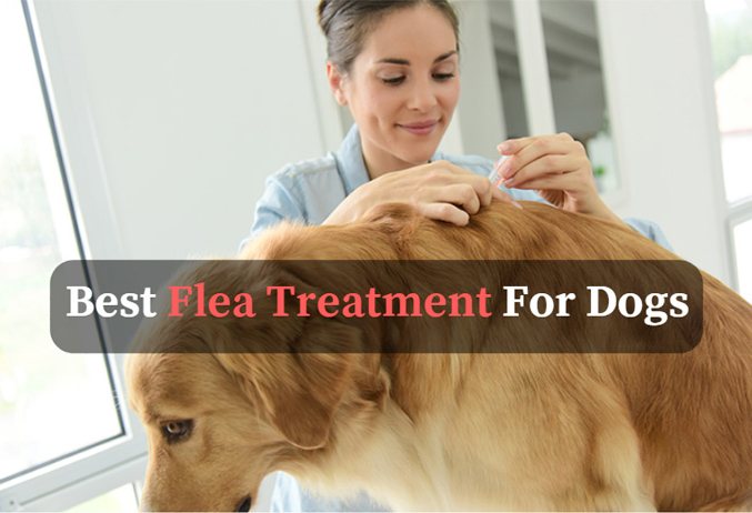 best flea treatment for dogs 2018