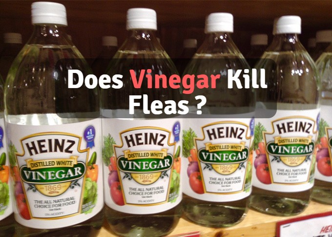 can white vinegar kill fleas on dogs
