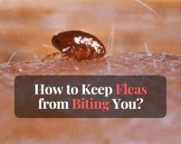 How to keep fleas from biting you?