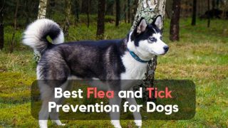 best flea and tick prevention for dogs